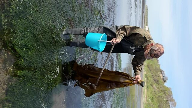 man in a camouflage suit with a blue bucket in his hand he takes out seaweed from the clear sea Vertical video. healthy eating and natural food concept.