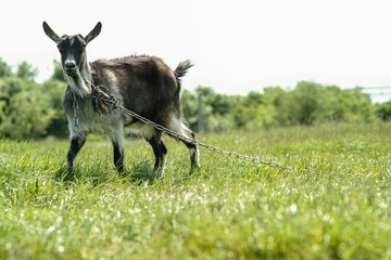 Gray spotted hornless goat. The goat grazes on the green grass. Goat close-up. 