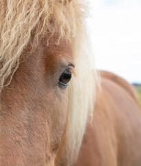 The beautiful Danish pony