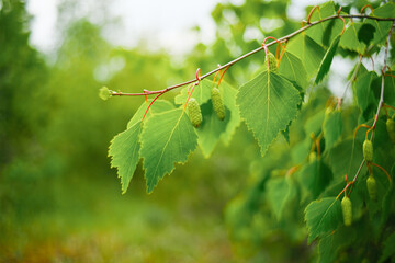 Birch branch with leaves and branches. 