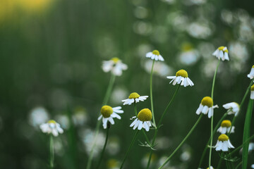 Flowering. Chamomile. Blooming chamomile field
