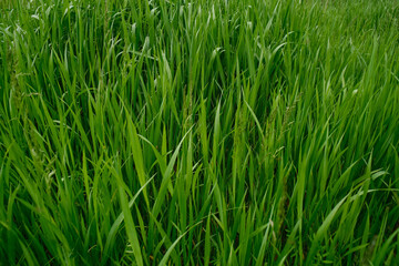 Obraz premium Green grass background. Green grass with bokeh.