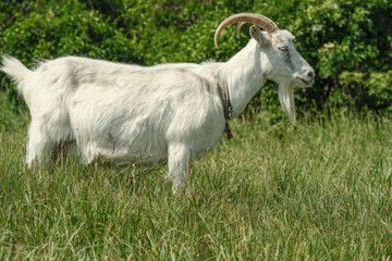 Fototapeta premium White goat with horns. The goat grazes on the green grass. 
