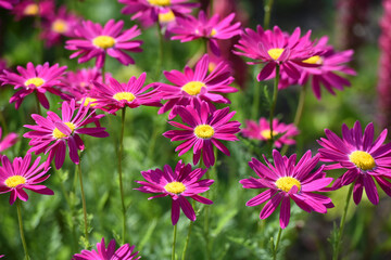 Chamomile flowers are purple on a garden on a sunny day.