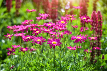 Obraz na płótnie Canvas Chamomile flowers are purple on a garden on a sunny day.