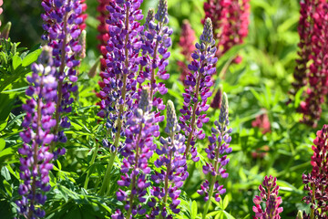 Lupinus, lupine field with pink, purple and blue flowers. Flower background.