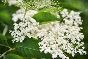 Black sambucus (Sambucus nigra) white flowers blossom. Macro of delicate flowers cluster on dark green background in spring garden. Selective focus.