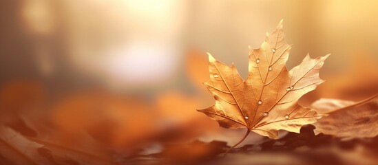 Beautiful autumn leaves background illustration