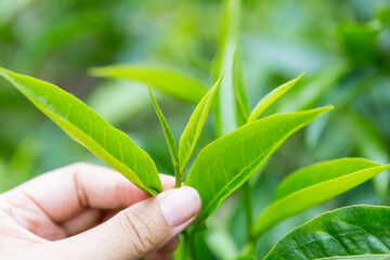 Closeup Assam tea leaves in female farmer hand over blurred tea plantation background, organice tea...