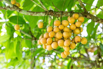 Baccaurea ramiflora Lour fruit or Burmese grape tree , Mafai in Thai, organic sweet and sour fruit