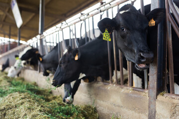 herd of cows in stall at dairy farm