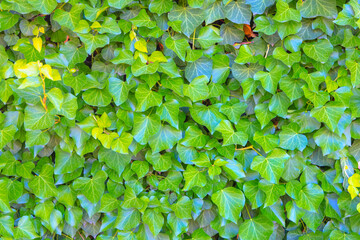 Climbing ivy plant with green leaves on a wall