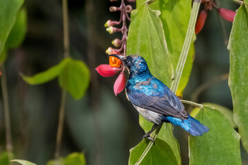 Birds of Bangladesh birds  from satchori National park, sylhet, bangladesh
