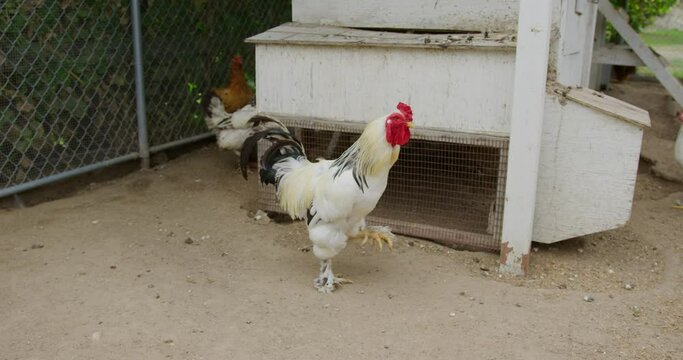 Leghorn, chickens in a chicken coup walking around looking for seeds to snack on. Medium static shot.