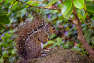 Squirrel sitting on a rock with tress and plants in the background © Alexander Pimm