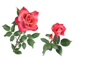 バラ（ブラックティー）5月撮影