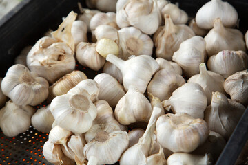 収穫されたニンニク