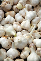 収穫されたニンニク