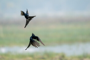 Birds of Bangladesh birds  from satchori National park, sylhet, bangladesh
