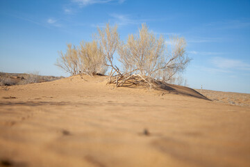 dry plants in the desert
