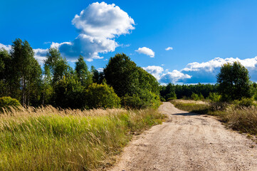 Fototapeta na wymiar Rural landscape on a summer day.