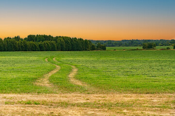 Landscape with a rural road through a field on a summer evening.
