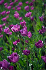 Purple tulip field, close-up. Purple tulips flowers