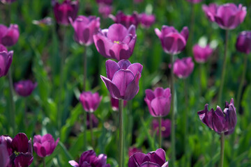 Purple tulip field, close-up. Purple tulips flowers