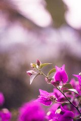 pink flowers in the garden