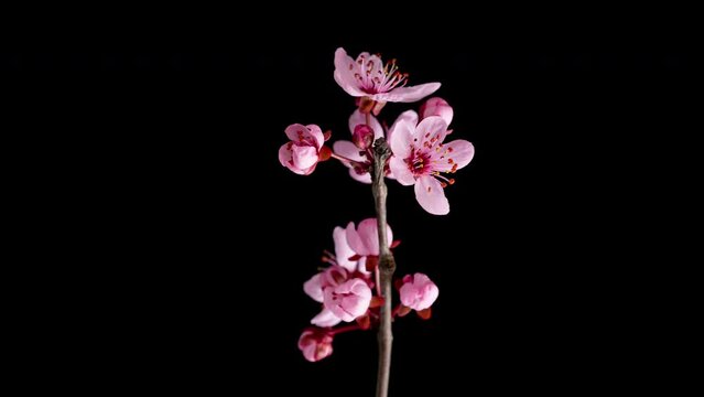 4K Time Lapse of blossoming branch with pink Cherry blossom flowers, springtime. Time-lapse spring tree branch with flowers and buds, isolated on black background.