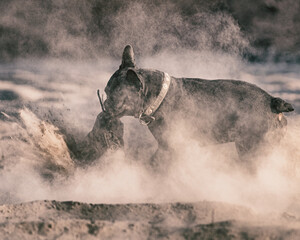 A beautiful thoroughbred angry French bulldog tears an old boot in the dust.