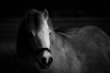 Pferdeportrait © Thomass Fotos