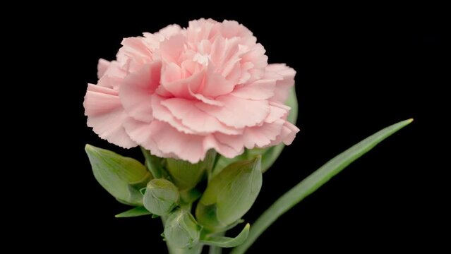 4K Time Lapse of blooming red carnation flower isolated on black background. Beautiful opening Carnation single flower.