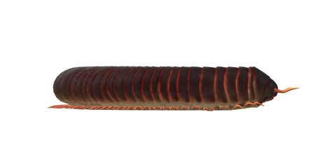 Millipede isolated on a Transparent Background