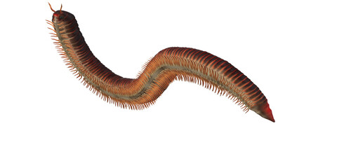 Millipede isolated on a Transparent Background