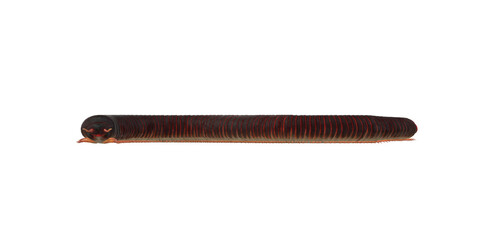 Millipede isolated on a Transparent Background