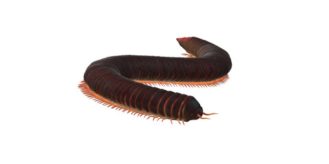 Millipede isolated on a Transparent Background
