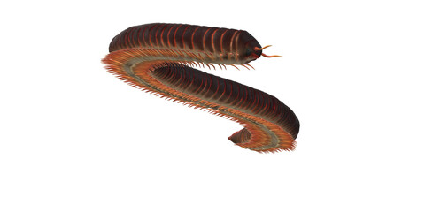 Millipede isolated on a Transparent Background