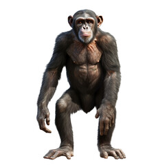 Fototapeta premium chimpanzee isolated
