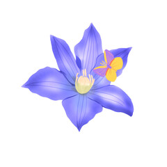 Purple lily drawing and butterfly.