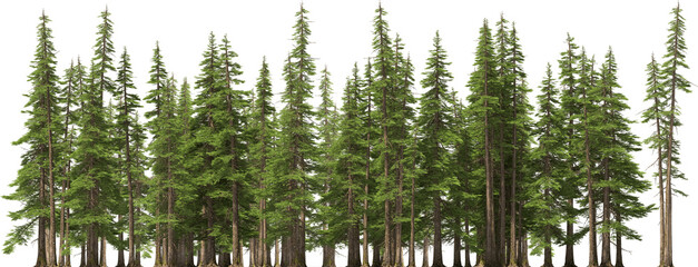 fir tree forest conifers hq arch viz cutout, lens 200 mm 3d render plants - 615427203