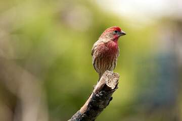 Male House Finch perched on tree