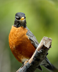 Robin standing on a perch