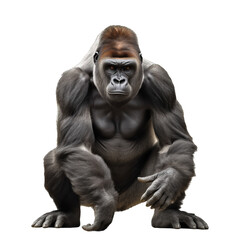 Fototapeta na wymiar gorilla isolated
