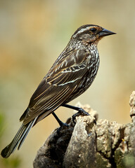 Red-Winged Blackbird perched on a branch