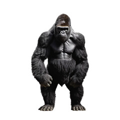 Fototapeta premium gorilla isolated