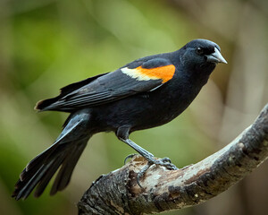 Red-Winged Blackbird perched on a branch
