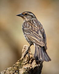 Red-Winged Blackbird perched on a branch