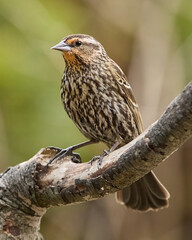 Red-Winged Blackbird perched on a branch