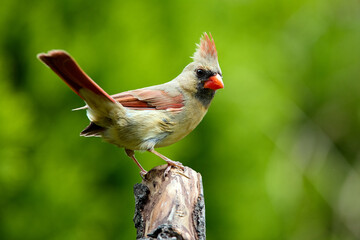Northern Cardinal perched an a branch